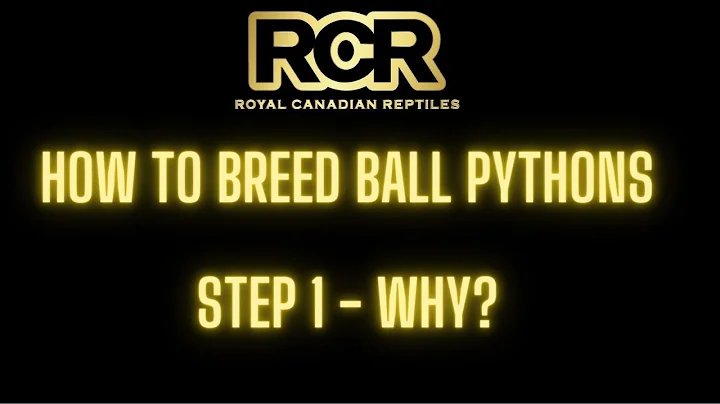 How to Breed Ball Pythons - Step 1 - Why are you doing it?