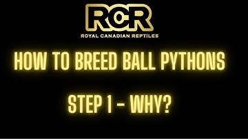 How to Breed Ball Pythons - Step 1 - Why are you doing it?