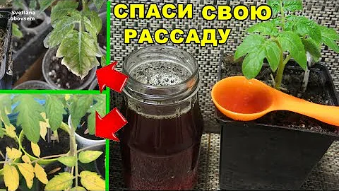 СПАСИ СВОЮ РАССАДУ.ЧЕГО НЕ ХВАТАЕТ ТОМАТАМ? ЖЕЛТЕЮТ,СОХНУТ ,СИНЕЮТ ЛИСТЬЯ СРОЧНО ПОДКОРМИ ЭТИМ ....
