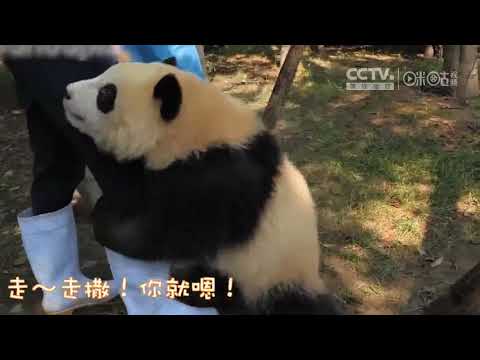 【熊猫】遇到抱大腿撒娇要果果要抱抱才肯回家的小熊，你能怎么办？
