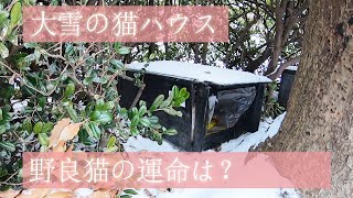 大雪の日の猫ハウス！？野良猫たちは大丈夫だろうか？