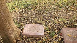 Hamilton Cemetery in Madison Co, Indiana. Pioneer cemetery. Lets explore together. #cemetery