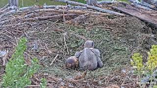 C22 in dreamland, 6/20/26 - Charlo Osprey nest via Explore.org