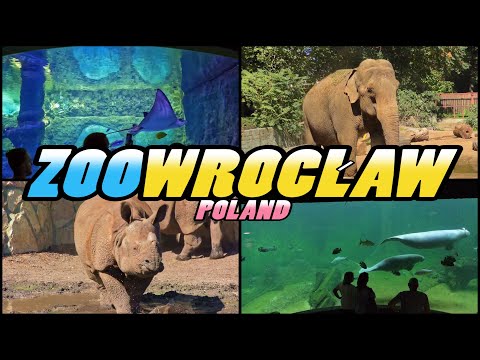 Video: Opis in fotografije živalskega vrta Wroclaw (Ogrod Zoologiczny) - Poljska: Wroclaw