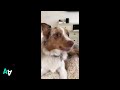 Cute Dog Says &#39;I Love You!&#39;