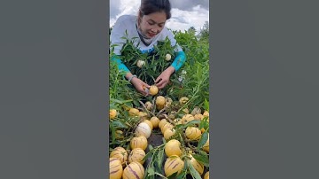 RT lal40442178 mini rotary tillage and ridging all-in one tree 🌲 short view