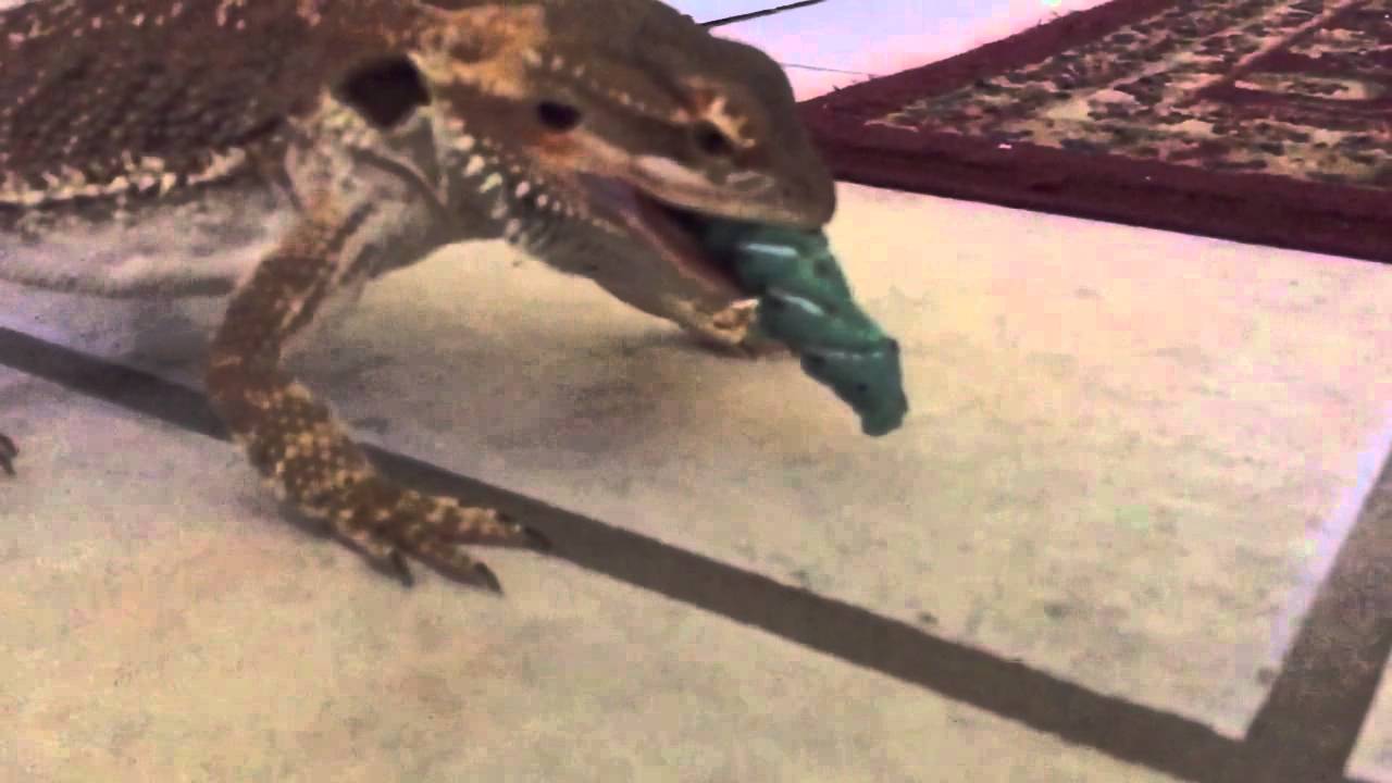 Bearded Dragon Eating Hornworm In Slow Motion YouTube