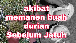 Akibat Memanen Buah Durian Sebelum Jatuh, Auto Tidak Mau Diulangi