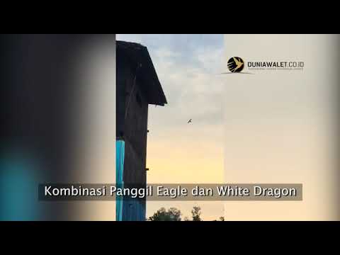 testimoni-suara-walet-original-ban-kombinasi-eagle-dan-white-dragon