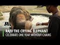 Raju's One Year With No Tears!