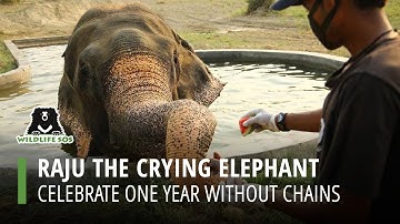 Raju