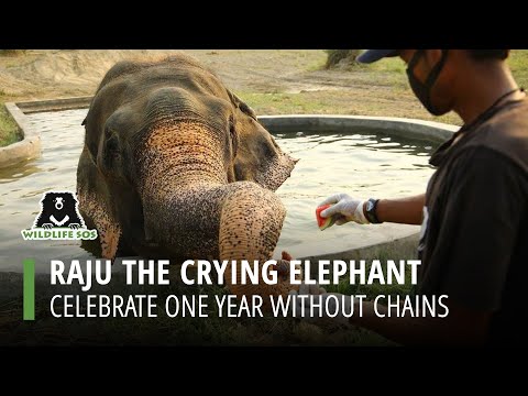 Video: Pet Scoop: Raju Elephant feirer frihet med kake, Polar Bears Face Declines