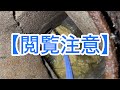 【閲覧注意】トイレ詰まりの原因を探してたら桝が詰まってたんで高圧洗浄してみた😳