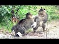 野良猫の喧嘩！鳴き声、威嚇、睨み合い、取っ組み合い！（縄張り争い）Cat Fight over territory