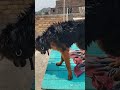 #dogparents "Aaj naha dho kar chamak gaye!"