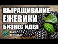 Выращивание ежевики. Бизнес идея