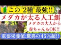 【メダカの餌はこれで決まり!】メダカの餌やり・与え方からおすすめフードまで実践解説