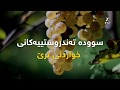 سوودە تەندروستییەکانی خواردنی ترێ 