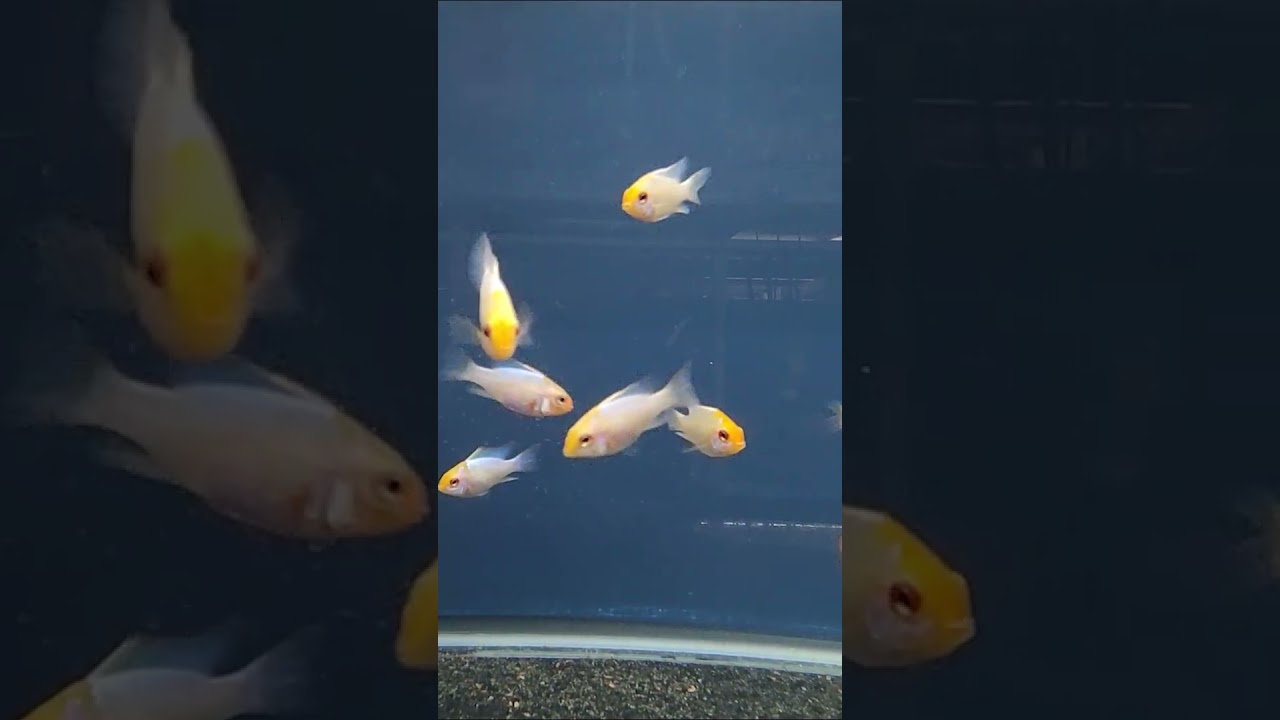 Gold Head Electric Blue Ram – Beautiful Variant!