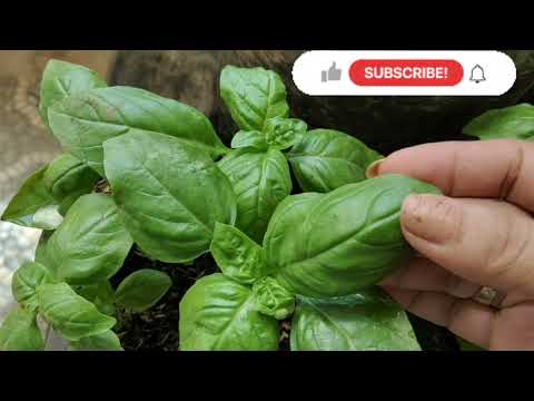 Basil Herbal tea benefits [healthy Ang may alam] #basil #viral #trending