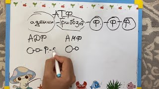 картинка: Тыныс алу бөлімі/Кребс циклі/Тыныс алу тізбегі/Атф синтезі/Жасушалық тыныс алу