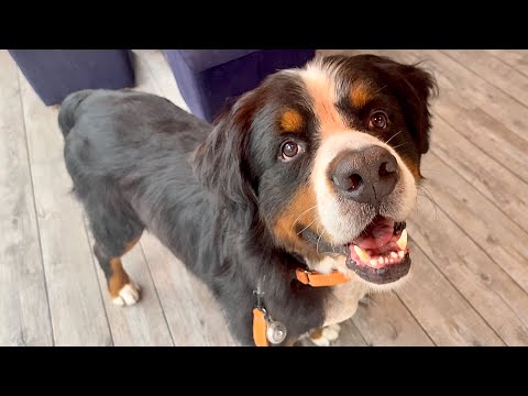 飼い主を亡くした老犬バーニーズを初トリミングに連れてきたら驚くほど若返った…！！