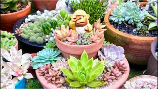 3 Tier Succulent Arrangement Makeover by SUCCULENT CRAVINGS by Vic Villacorta 1,488 views 3 weeks ago 11 minutes, 3 seconds