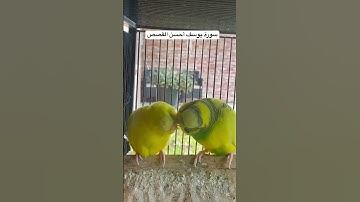 #سورة_يوسف #محمد_الفقيه #قرآن #اليمن #العراق #مصر #اكسبلور #طيور #البادجي #quran #birds #budgies