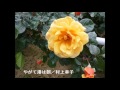 やがて港は朝/村上幸子 cover Nachi