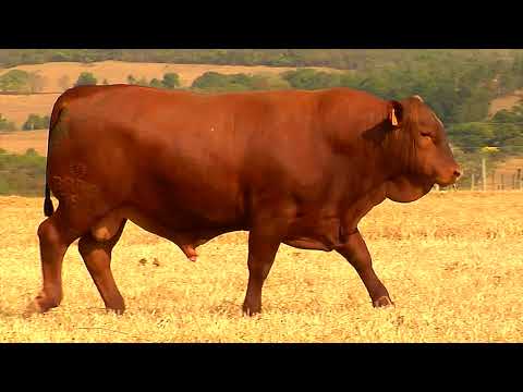 LOTE 66 - BARA 754 - Leilão de Touros Senepol da Barra 2021