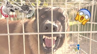 MALINOIS AGRESSIF // INAPPROCHABLE // PARTIE 1 // 1080 HD