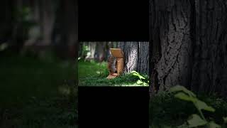 Full build on channel! Video #92  - Squirrel Feeder 1 hour, $2.00 - project