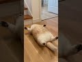 太った猫が仰向けに階段を滑り落ちてきた・・・