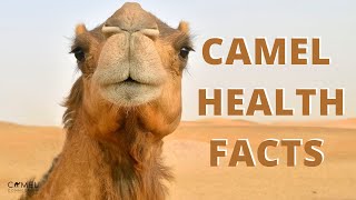 Camel Health Facts