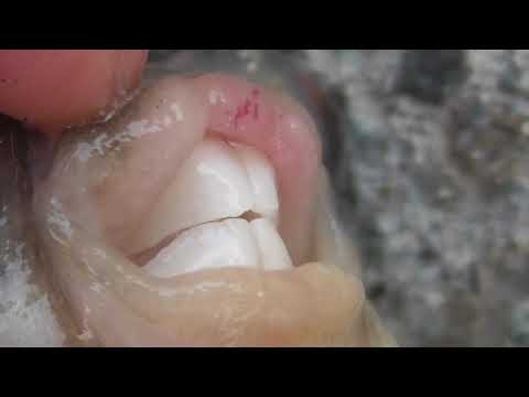 これがフグの歯 この頑丈な歯をかみ合わせるだけで一瞬でラインが切れてしまいます ネンブツダイのような小魚は 骨ごとかみ砕くので 仕掛けを噛み切るのはカンタン 釣り人の頭痛の種 Youtube