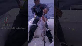 NICE LINGCOD while out rockfishing!