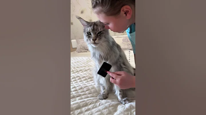 Video 11037641: maine coon grooming, maine coon brushing, giant maine coon, maine coon love, purring loudly