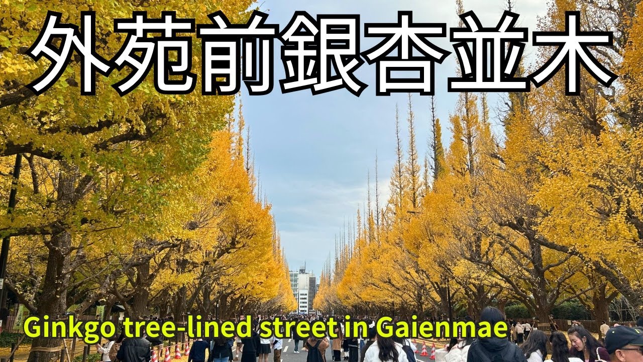 外苑前銀杏並木【Ginkgo tree-lined street in Gaienmae】