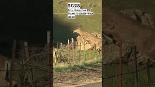 Key Deer  Now and Then #extinction