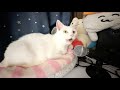 I added an echo to the cat's voice... "Ahhh"