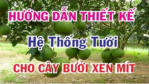Hướng dẫn tự thiết kế hệ thống tưới cho cây bưởi, mít vườn chị Bích