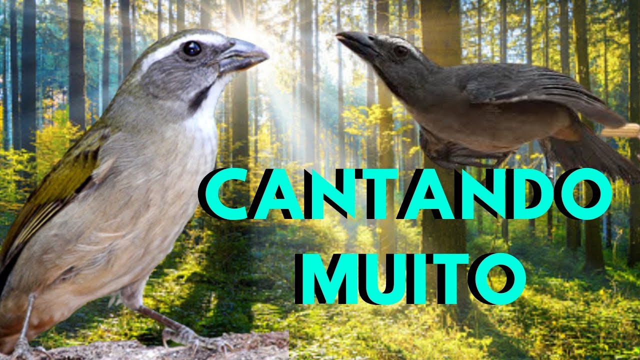 Trinca Ferro Cantando Muito Vídeo para Esquentar Trinca Ferro Frio e Estimular Macheando