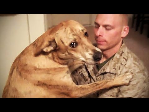 try-not-to-cry:-dogs-meet-their-owner-after-long-time-ii-[new]-(hd)-[funny-pets]