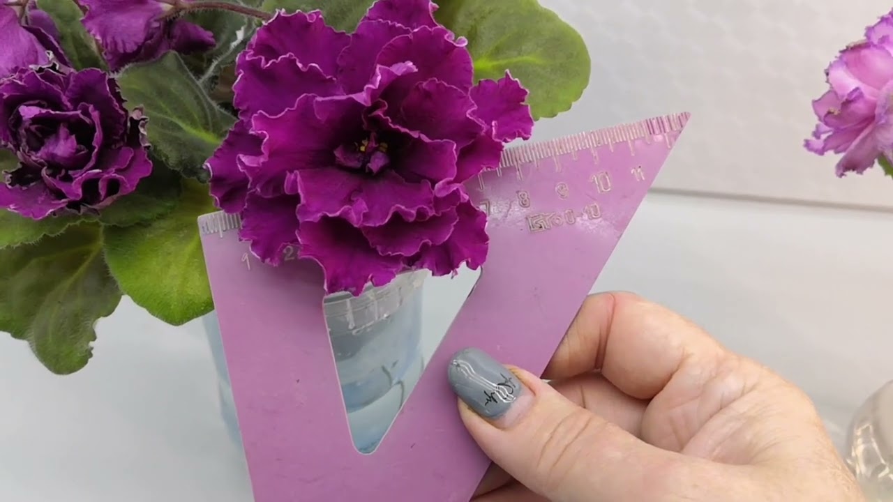 Обзор цветущих фиалок. Что цветет в ноябре? 