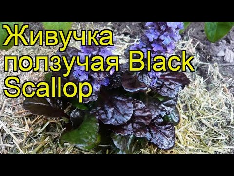 Живучка ползучая Черный гребешок. Краткий обзор, описание характеристик ajuga reptans Black Scallop