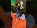 Vector Chicken 🐔 Vector Banana 🍌😅 Brain Rot Cosplay #shorts #comedy #despicableme #memes