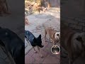 feeding hungry dogs ,cat life at Voiceless Souls is live!