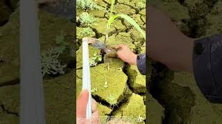 Farmer's Daily Life  Real Challenges of Sugarcane Farming