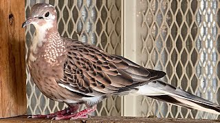 Spotted doves calling 
