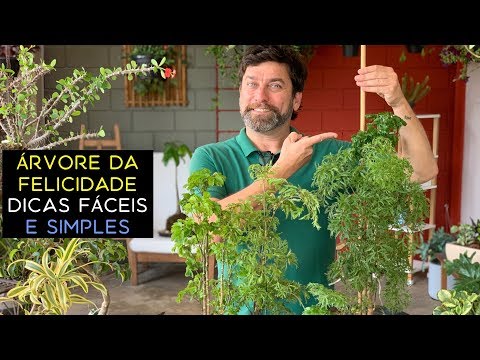 Vídeo: Rutovnik é Uma Raridade Radiante. Cultivar, Plantar E Cuidar. Tipos E Variedades. Foto